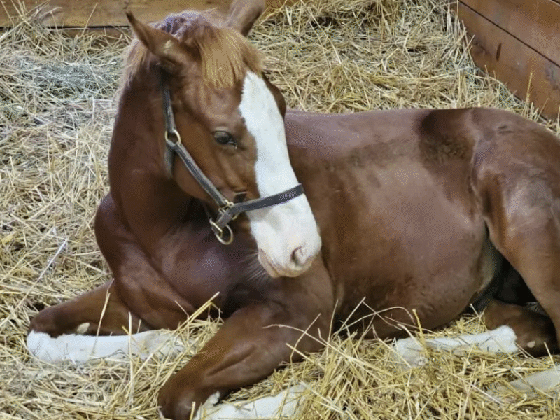 Unique Horse Farm Tour: Lexington Kentucky Horse Farms Tour